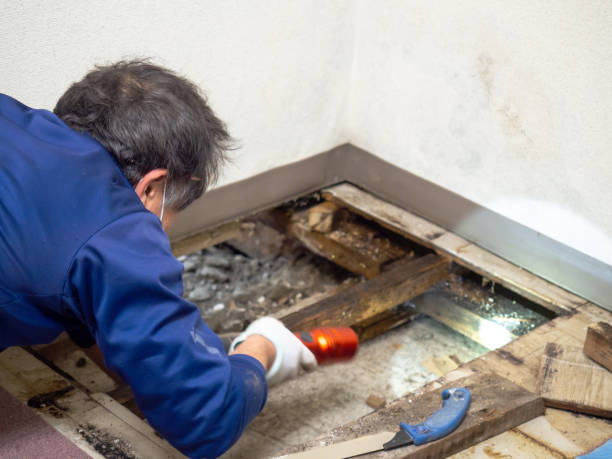 Best Local Mold Removal Service  in Douglas, AL