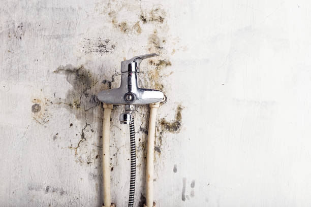 Best Mold Testing  in Douglas, AL