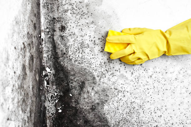 Best Certified Mold Removal  in Douglas, AL