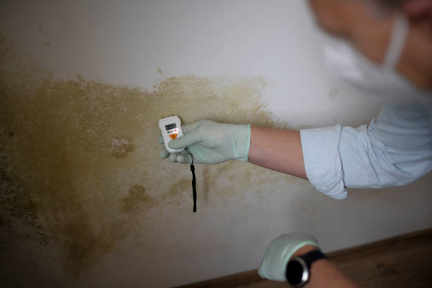 Best Mold Inspection  in Douglas, AL