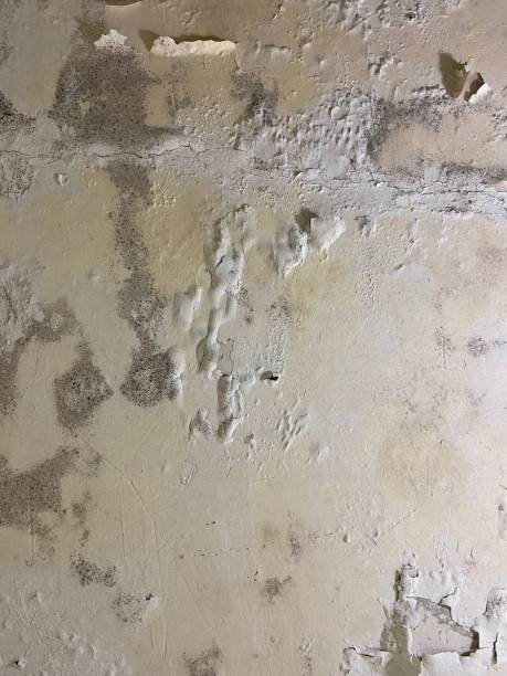 Best Same-Day Mold Removal  in Douglas, AL