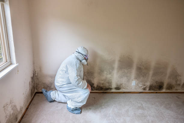 Best Mold Damage Repair  in Douglas, AL