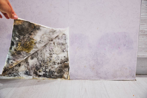 Best Same-Day Mold Removal  in Douglas, AL